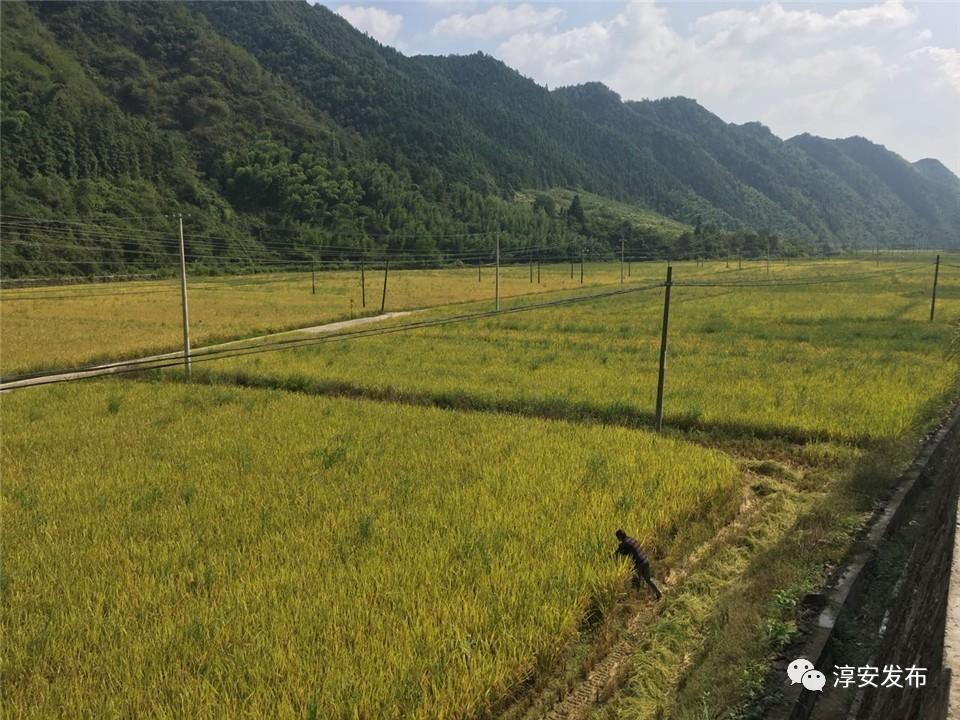 千岛湖富硒大米价格