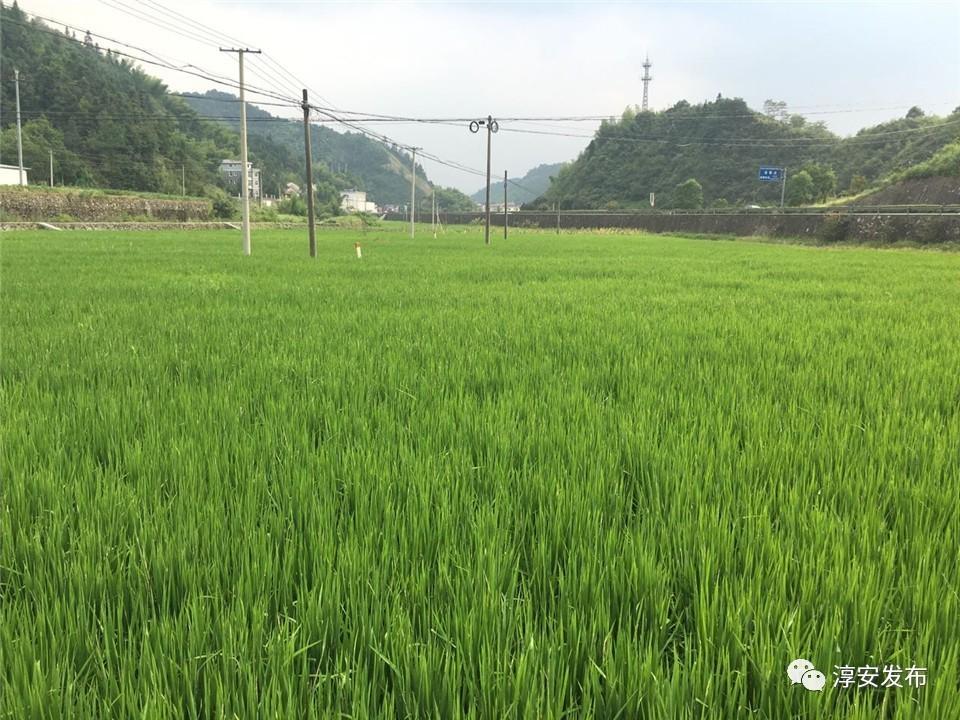 千岛湖富硒大米价格