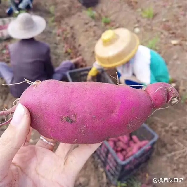 海南富硒地瓜减肥吗