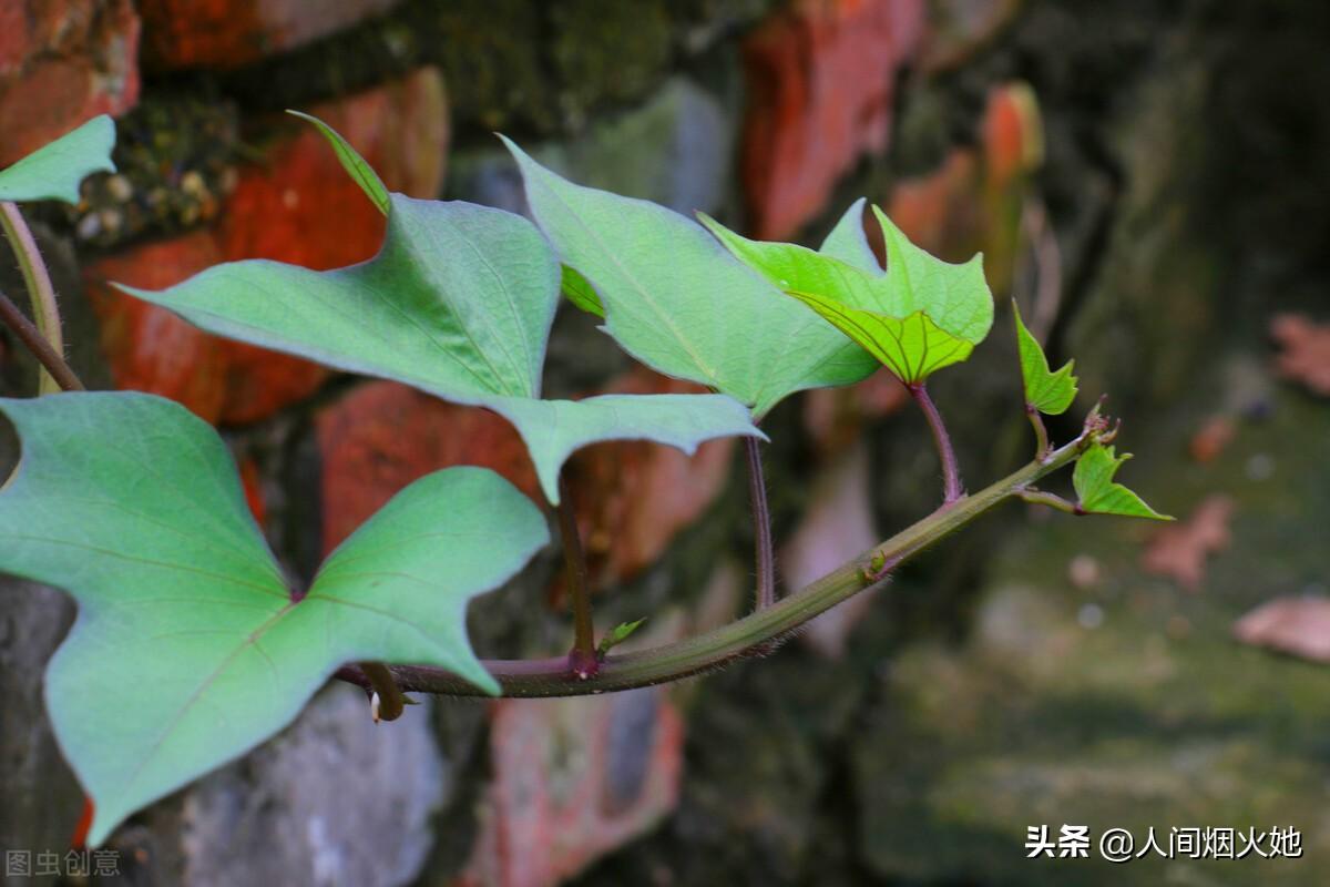 桥头富硒地瓜种植户