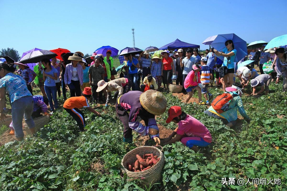 桥头富硒地瓜种植户