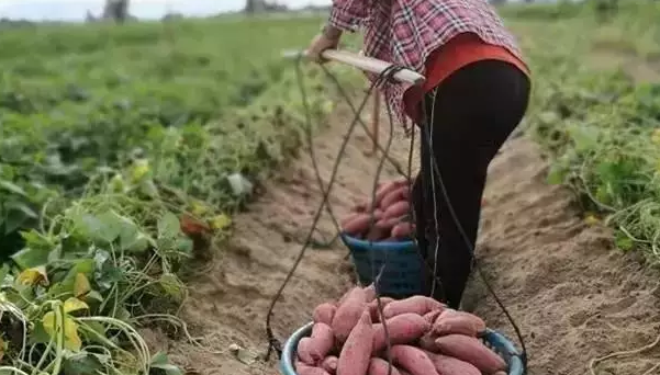 种富硒地瓜哪里有卖