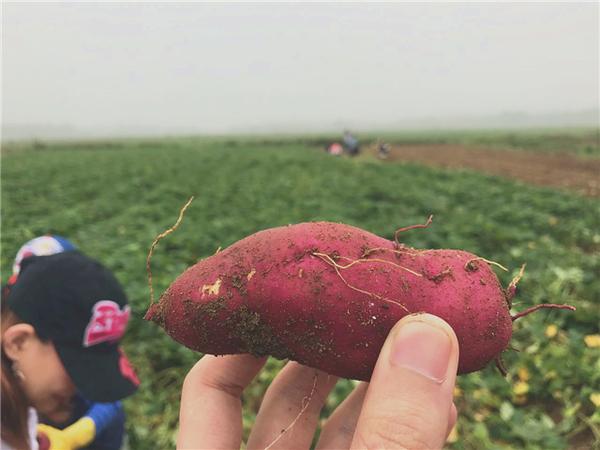 桥头富硒地瓜比肉贵