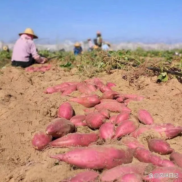 桥头富硒地瓜怎么样