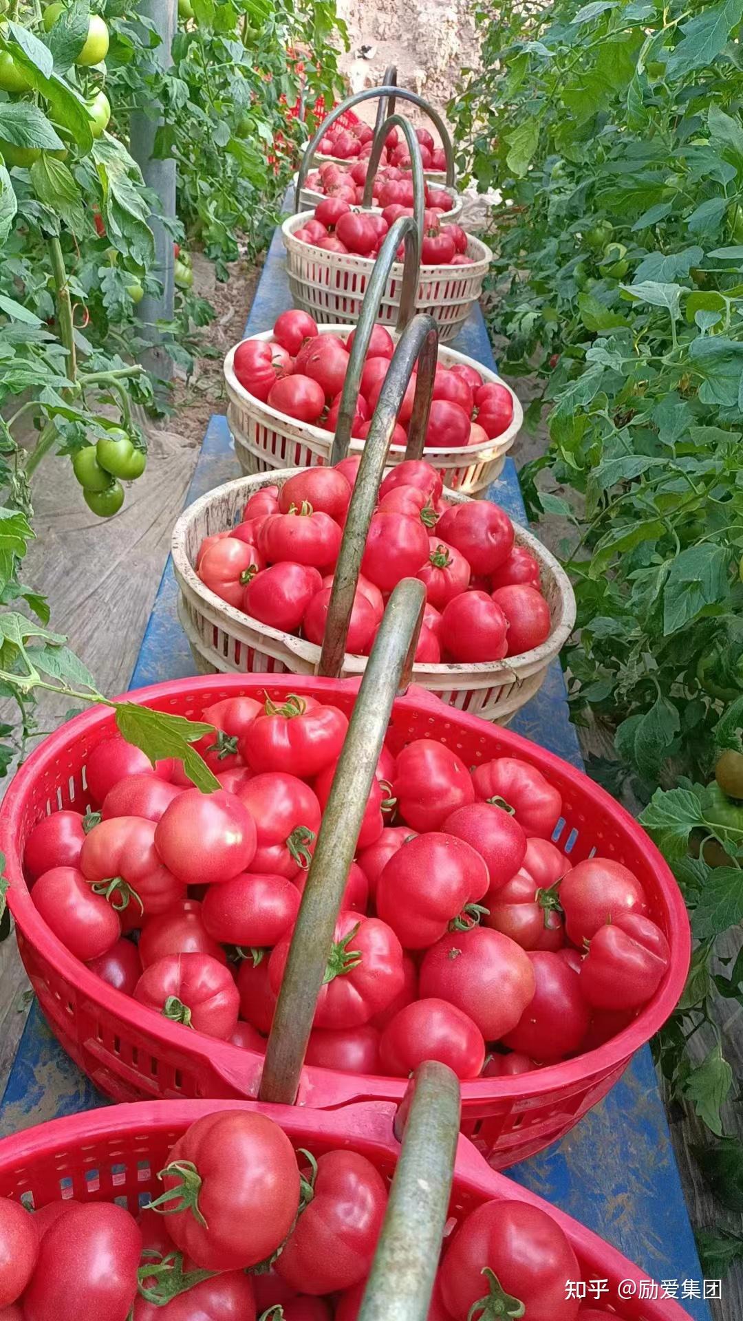 富硒蔬菜的种植方法