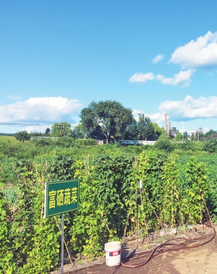 农村种植高富硒蔬菜