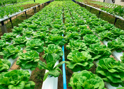 农村种植高富硒蔬菜