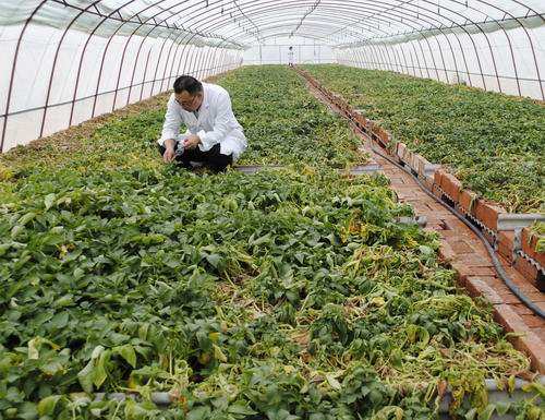 农业部富硒蔬菜标准