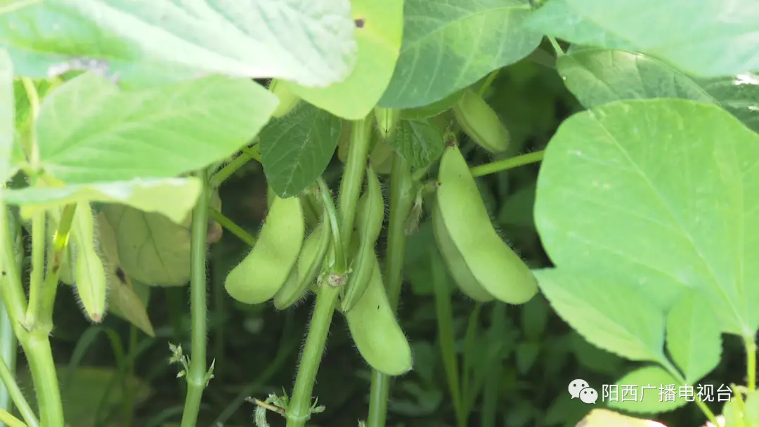 富硒蔬菜基地有哪些