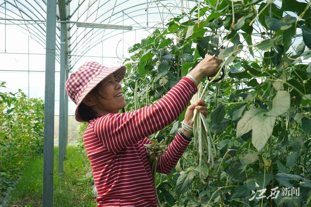 分宜富硒蔬菜示范园