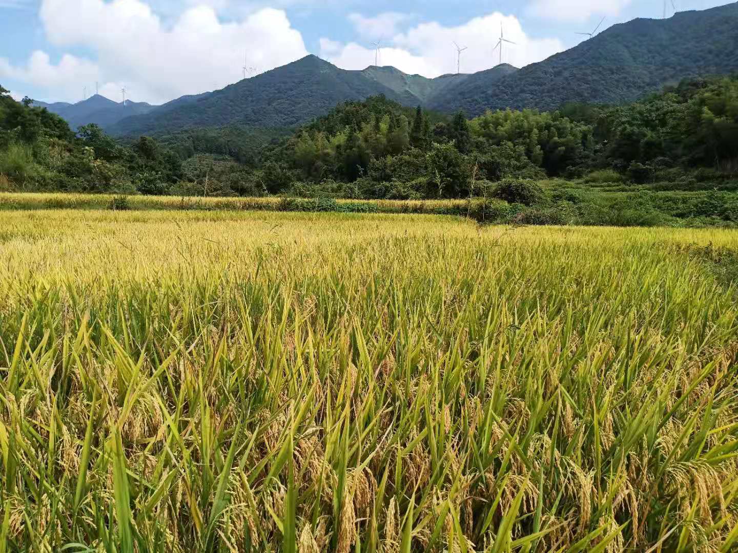 潭头村富硒蔬菜大棚