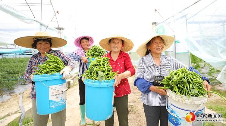 富硒蔬菜种植加什么