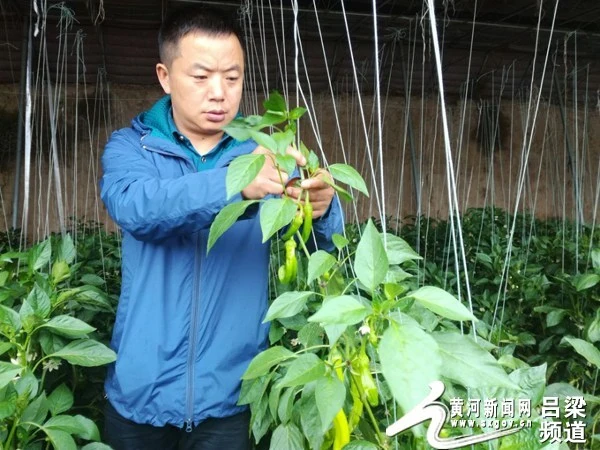 高富硒蔬菜种植技术