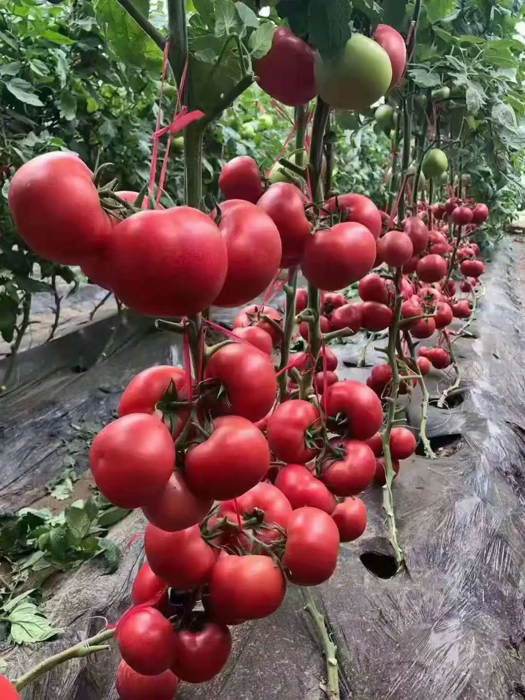 潭头村富硒蔬菜大棚