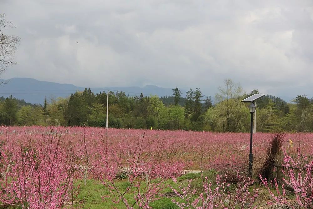 野三关高山富硒蔬菜