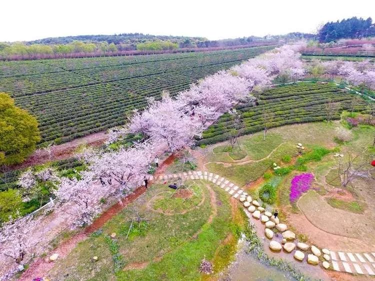 野三关高山富硒蔬菜