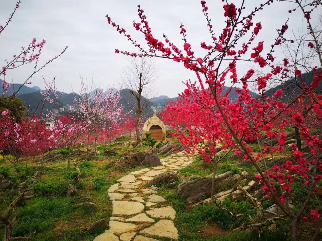 野三关高山富硒蔬菜