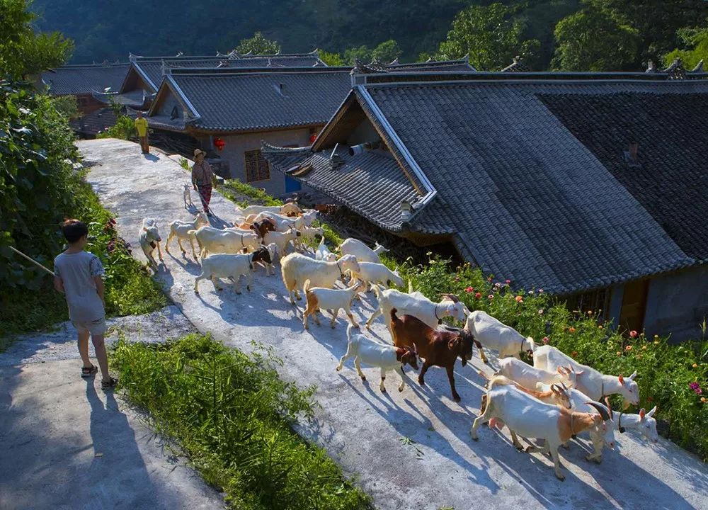 野三关高山富硒蔬菜