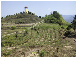 野三关高山富硒蔬菜