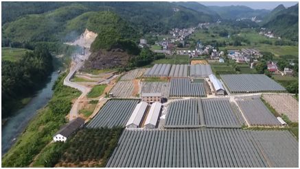 野三关高山富硒蔬菜