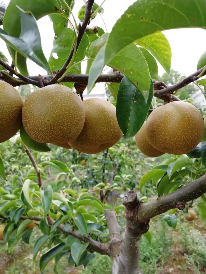 野三关高山富硒蔬菜