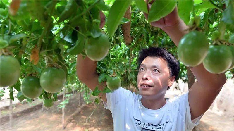 元氏县富硒蔬菜采摘