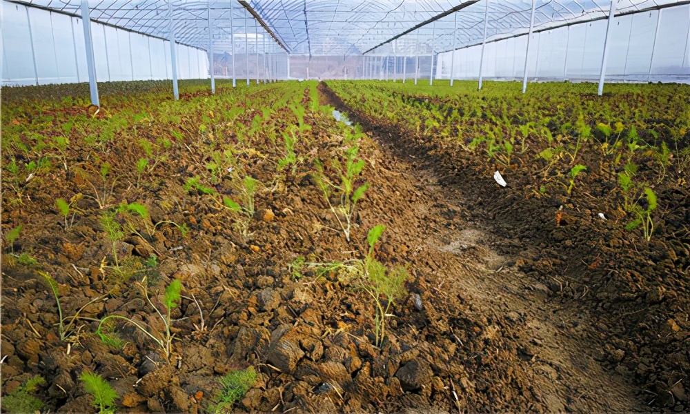 潭头村富硒蔬菜基地