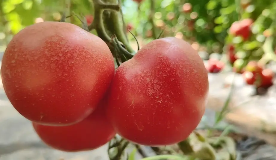 潭头村富硒蔬菜基地