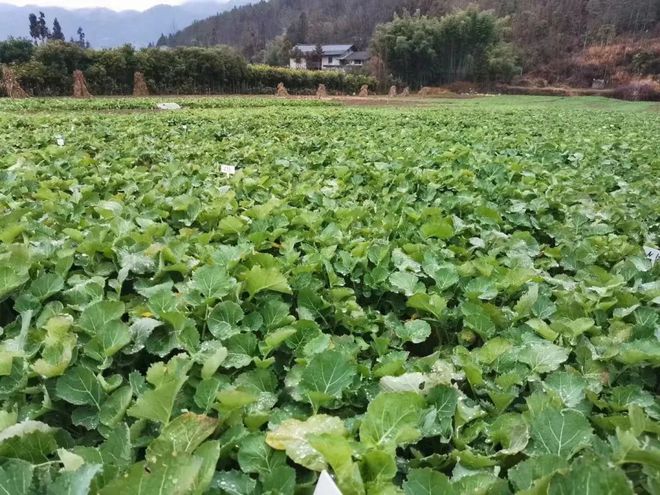 恩施市富硒蔬菜基地