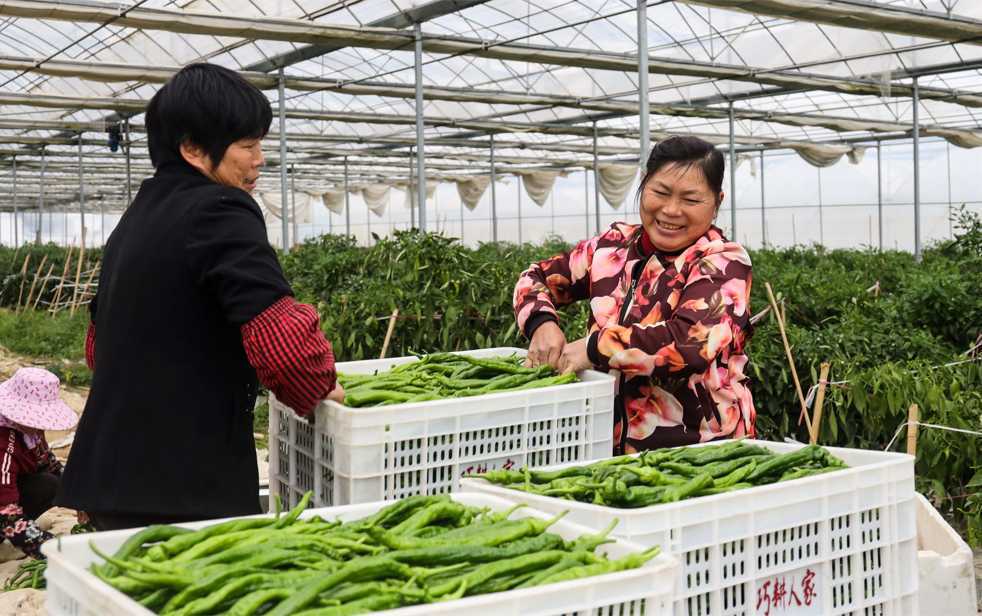 于都县梓山富硒蔬菜