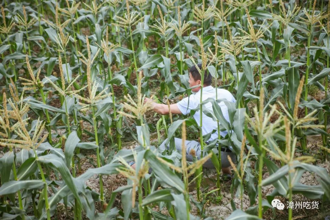 水果玉米有没有富硒