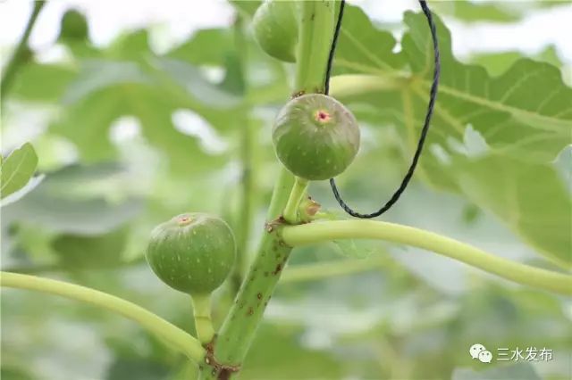 富硒水果采摘园特点