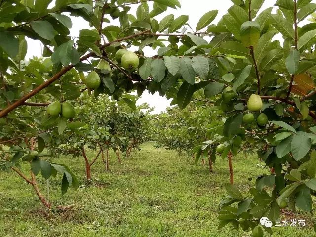 富硒水果采摘园特点