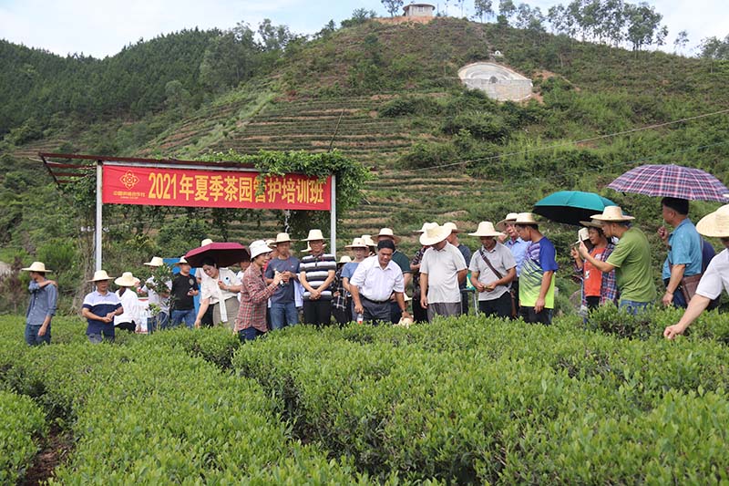 产销联盟在木格镇北一茶厂举办“茶园课堂”培训。