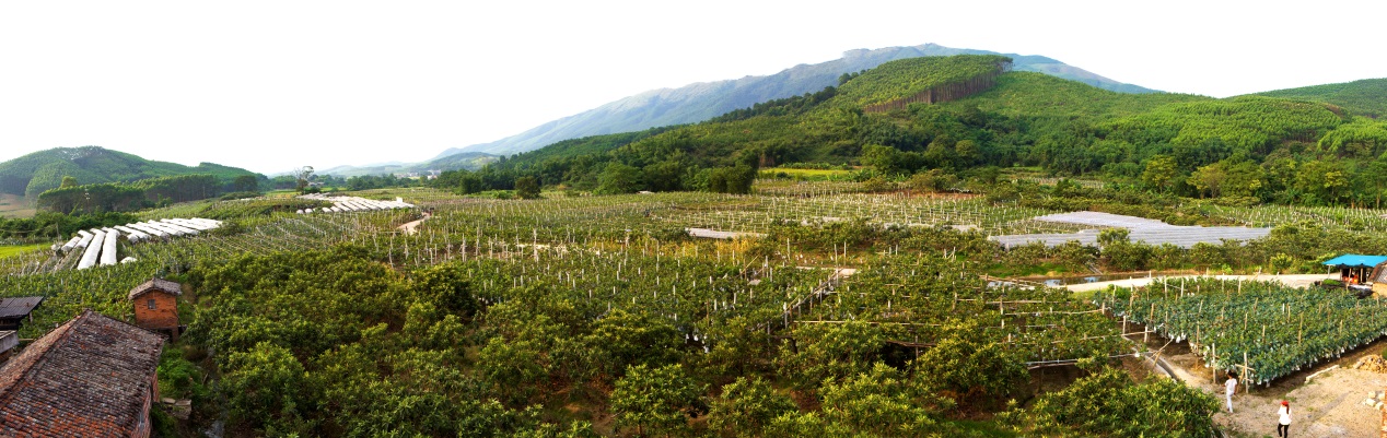 象州富硒水果在哪里