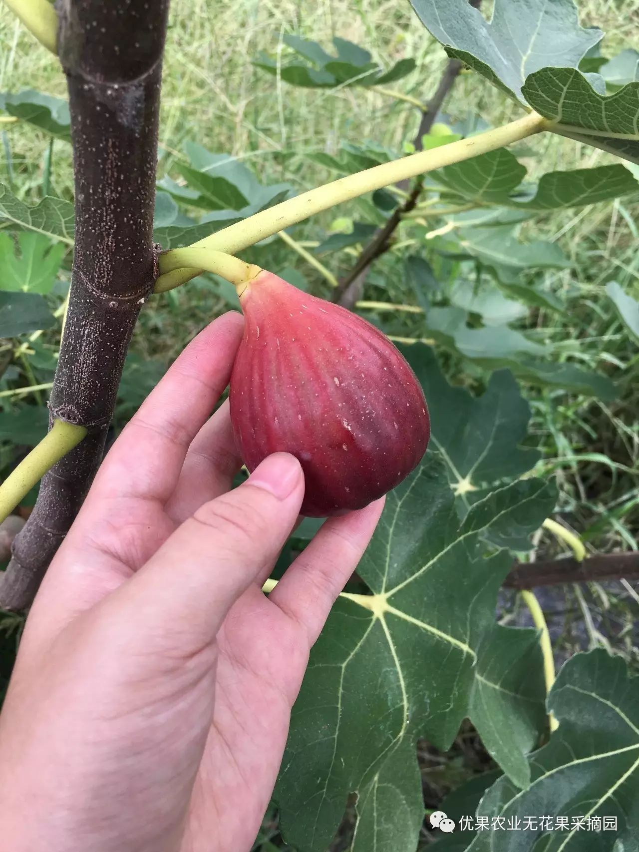 无花果是富硒水果吗