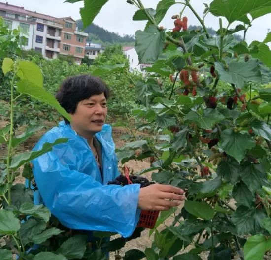 周村富硒水果哪家好