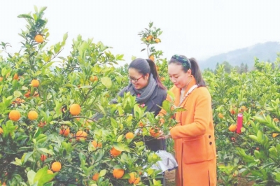 锌硒康养农产品基地