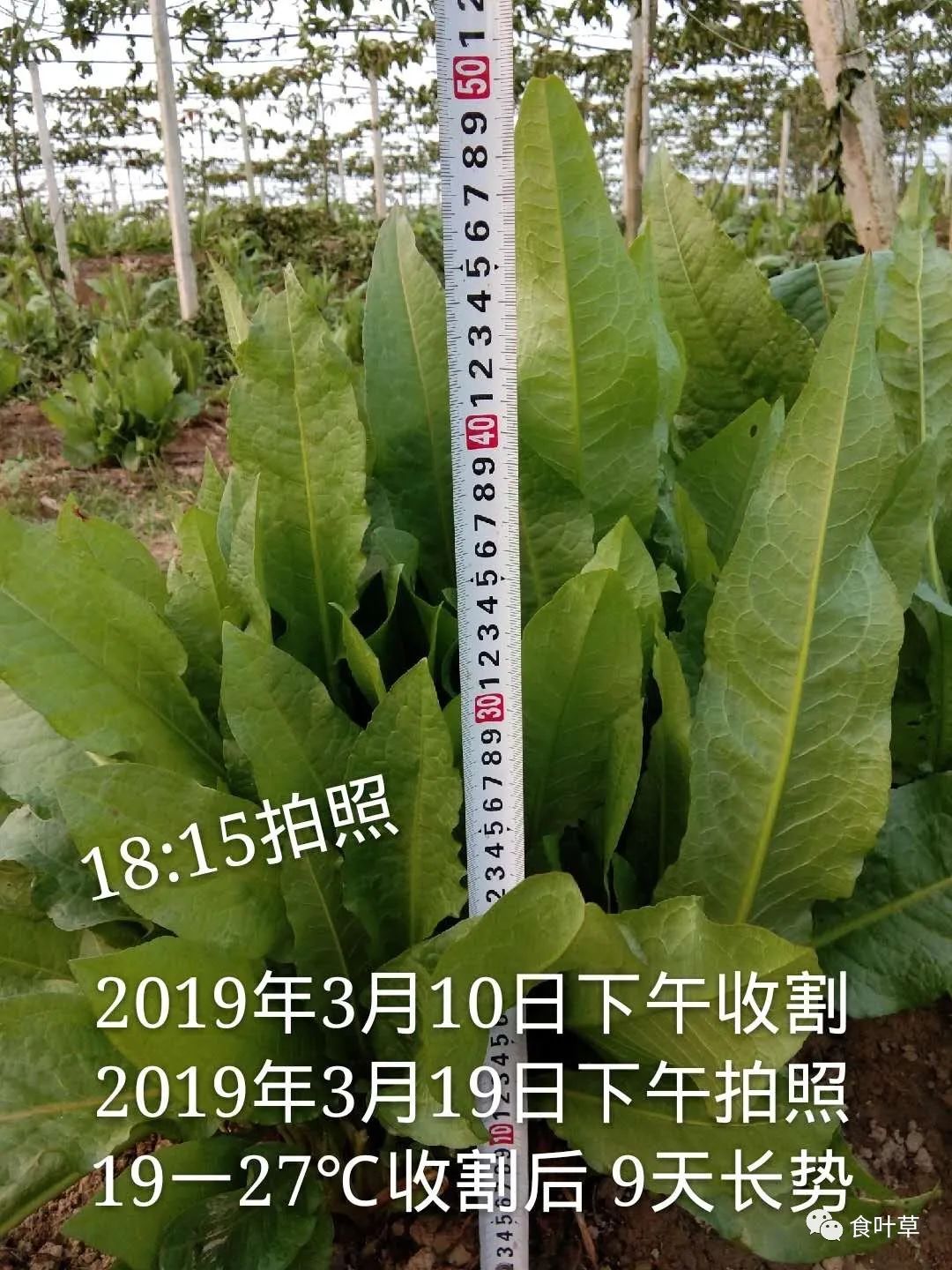 植物硒蛋白产品介绍