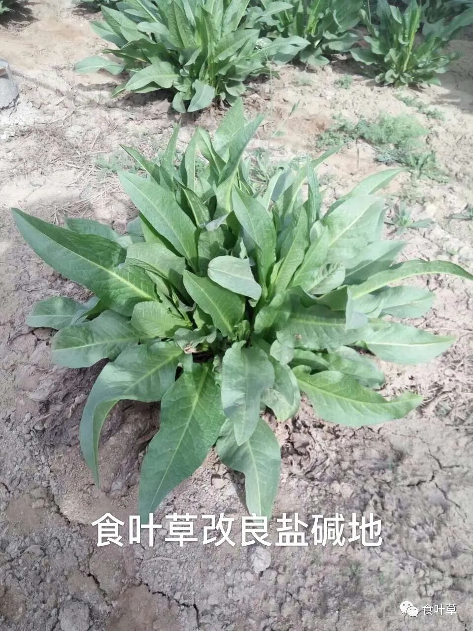 植物硒蛋白产品介绍