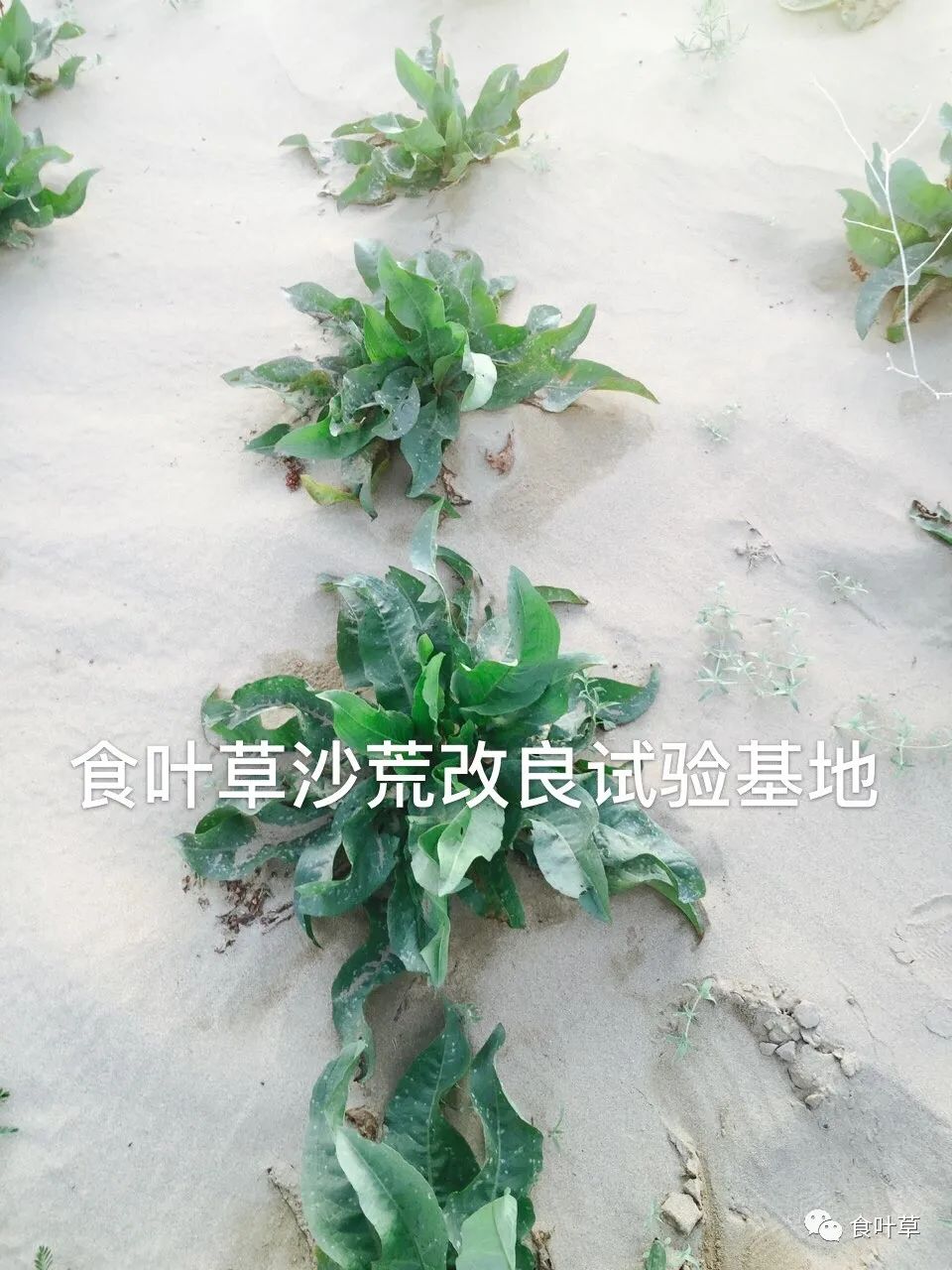 植物硒蛋白产品介绍