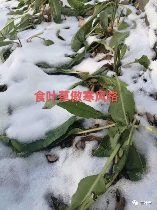 植物硒蛋白产品介绍