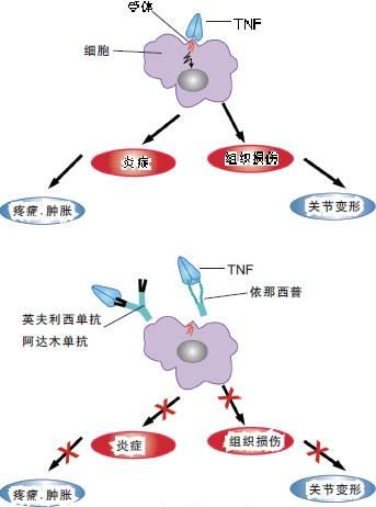 成人需要补锌吗