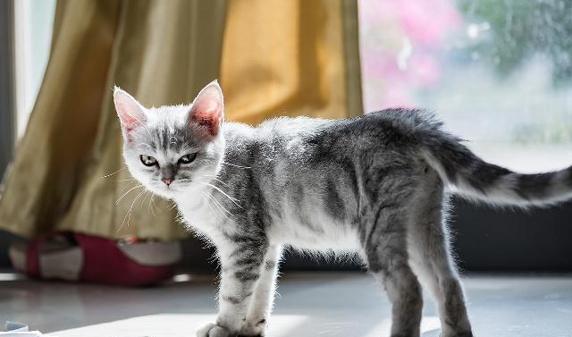 如何判断猫咪缺钙猫咪该如何补钙呢快来看这篇文章！