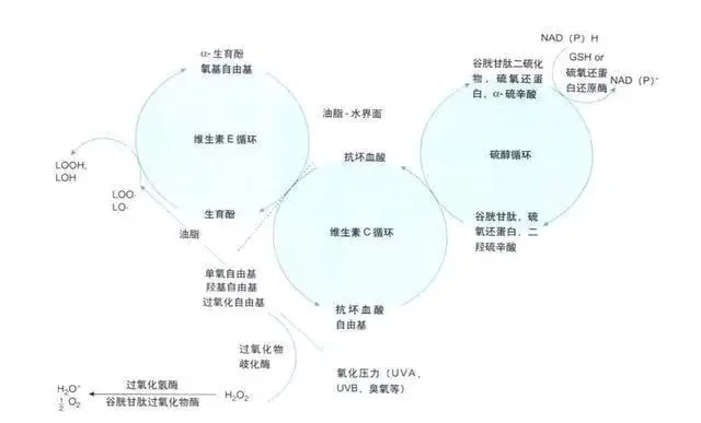 不缺锌可以补锌吗