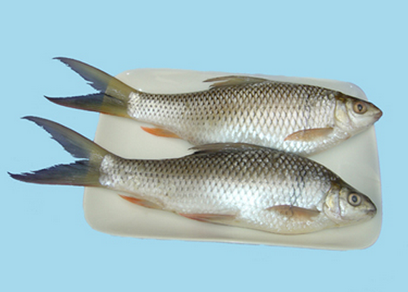 水产品鱼类含硒微克