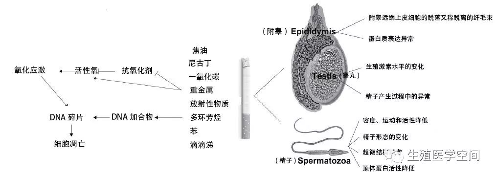 可以吃2片锌硒宝吗