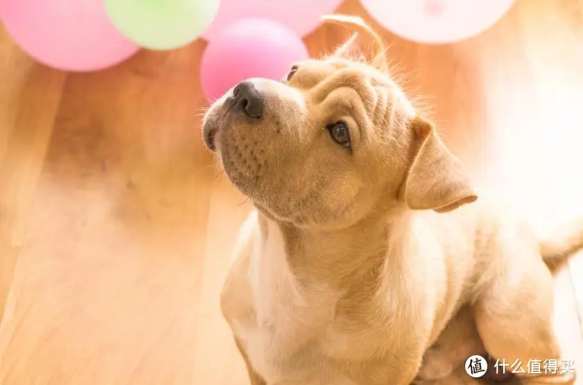 狗狗缺钙怎么办，补钙吃什么好？狗钙片哪个牌子好？