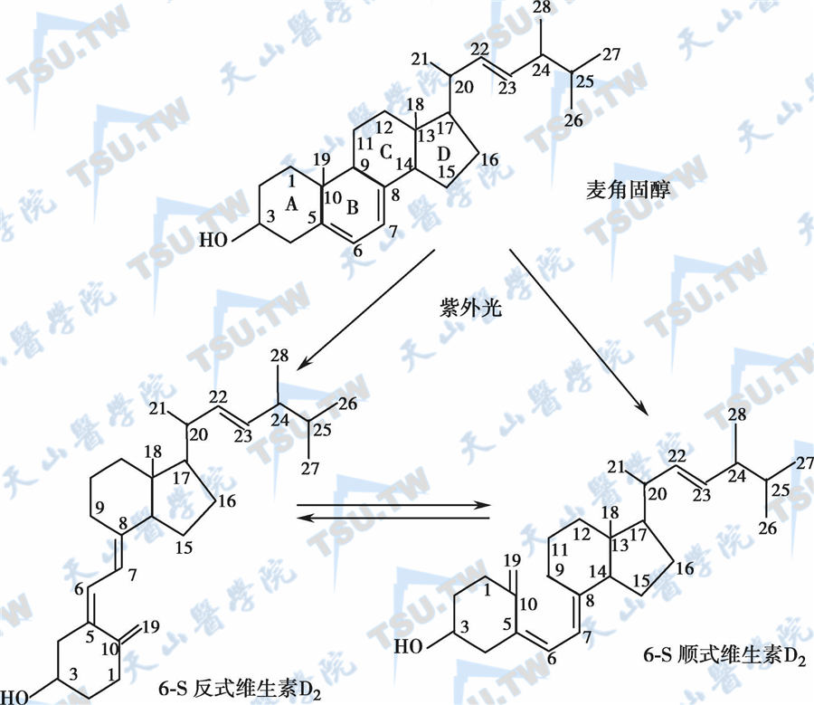 维生素D原、维生素D及其衍生物的分子结构及主要转化途径