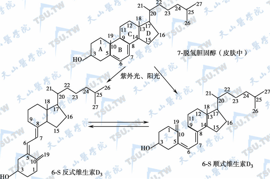 维生素D原、维生素D及其衍生物的分子结构及主要转化途径